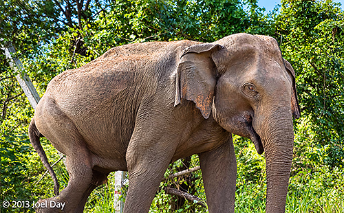 Elephant seen outside my car window in Sri Lanka