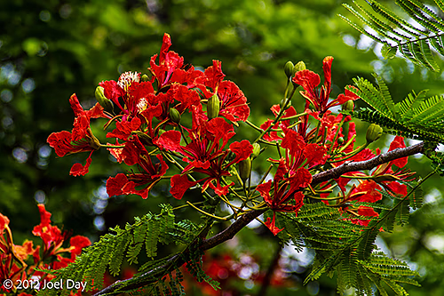 Flame Tree / Royal Poinciana flowers (Delonix regia) in Cooktown Botanic Gardens, Queensland