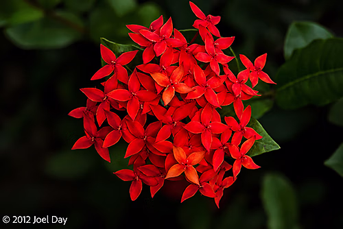 Jungle Geranium / Ixora (Ixora coccinea) flowers in Cooktown Botanic Gardens, Queensland