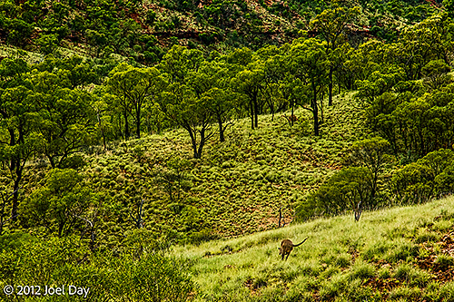 Kangaroo in Porcupine Gorge National Park, Queensland