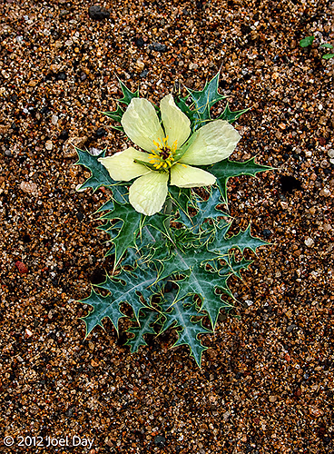 Flower in Porcupine Gorge National Park, Queensland